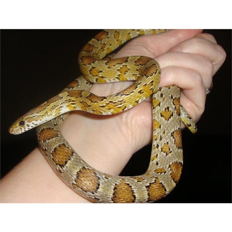 Sarpele de Porumb caramel - imagine 3